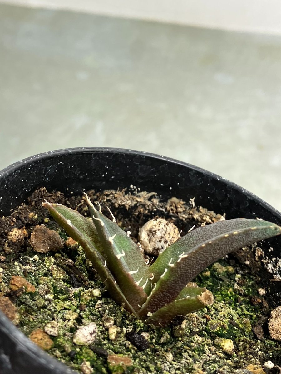 未使用に近い】ヨ839 「激レア高級品種】アガベ チタノタ 白鯨 植え