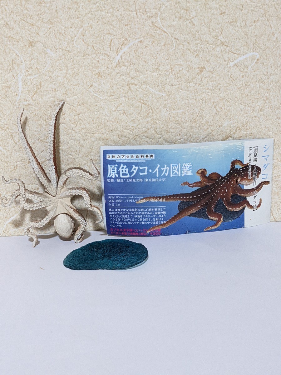 未使用に近い】タカラトミートイズ 原色タコ・イカ図鑑シマダコ