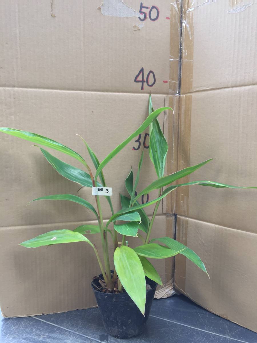 斑入り月桃(ゲットウ) シェル・ジンジャー 希少 送料無料 【公式通販】