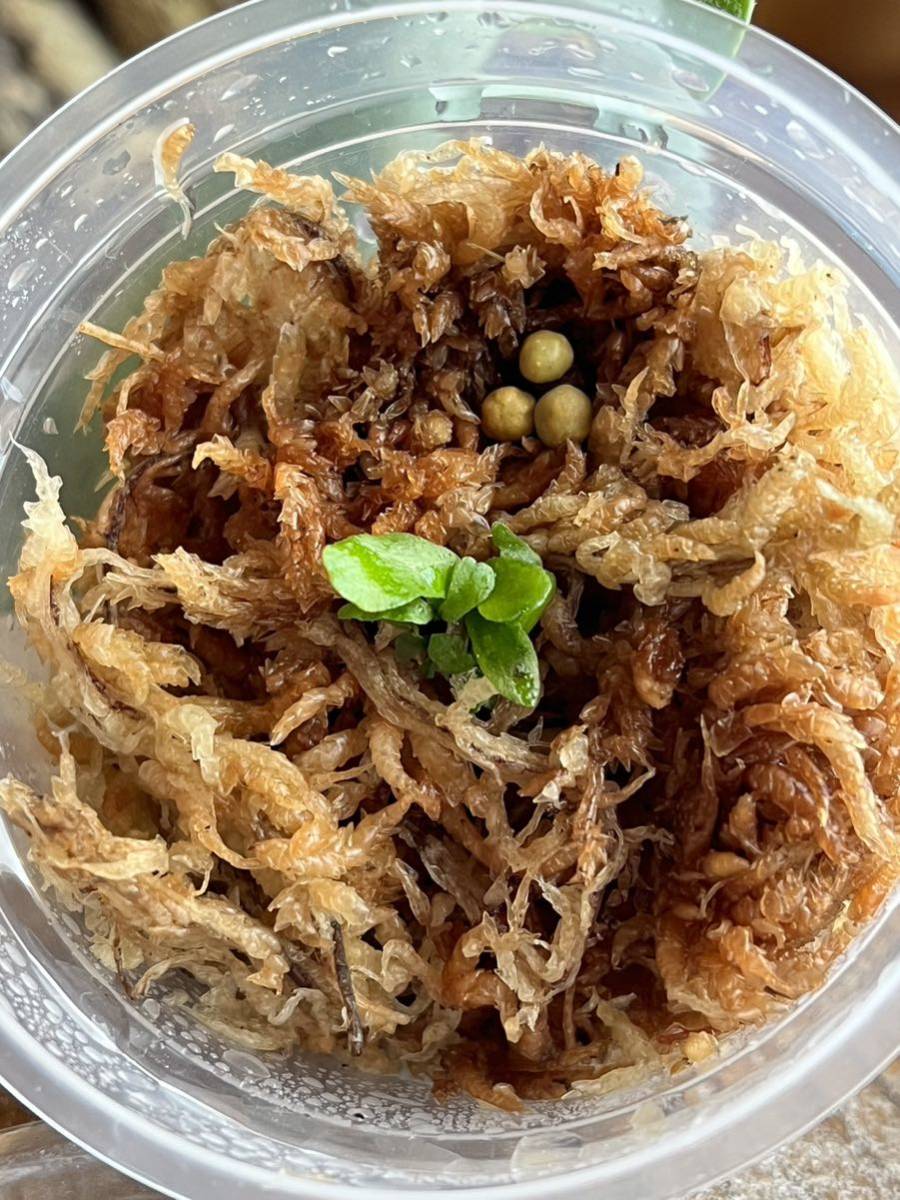 ビカクシダ P.BTSS spore （ビカクシダ Sporeセット （2株セット 