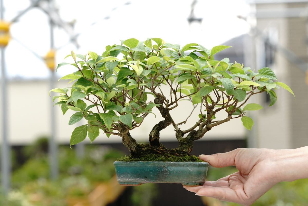エゴの木(桃花)大幹小品盆栽 盆栽ライフ│ – bonsailife686868