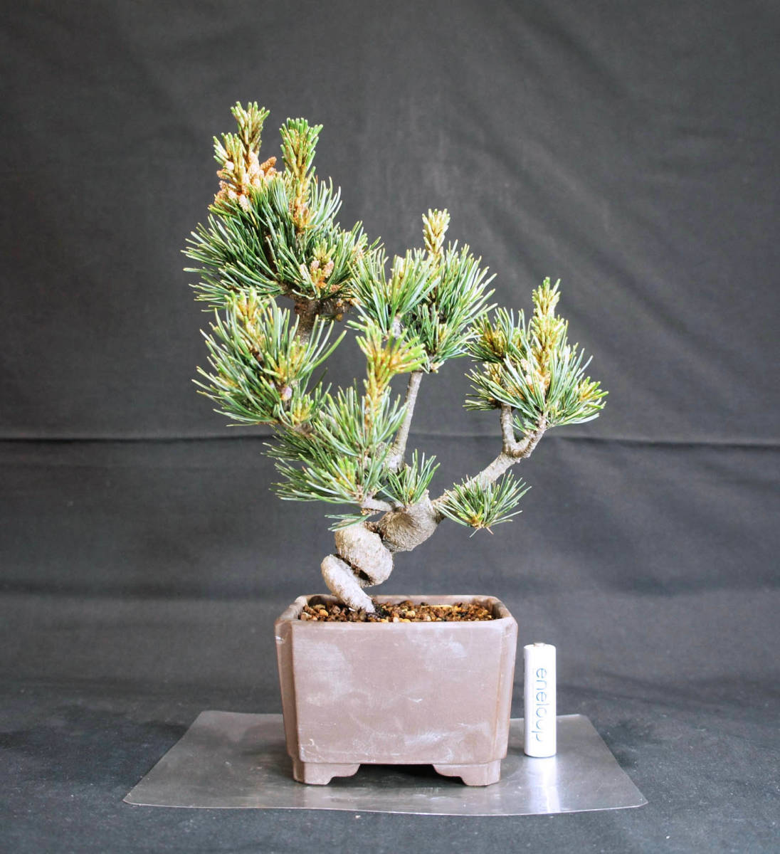 五葉松盆栽 瑞祥 太幹 古木素材 樹高28cm
