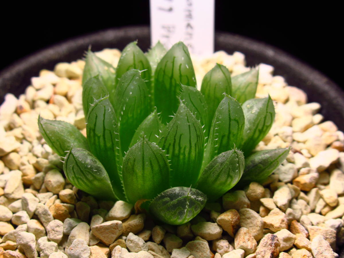ハオルチア ブラメンシス IB7189 原種 Haworthia bramensis n.n.