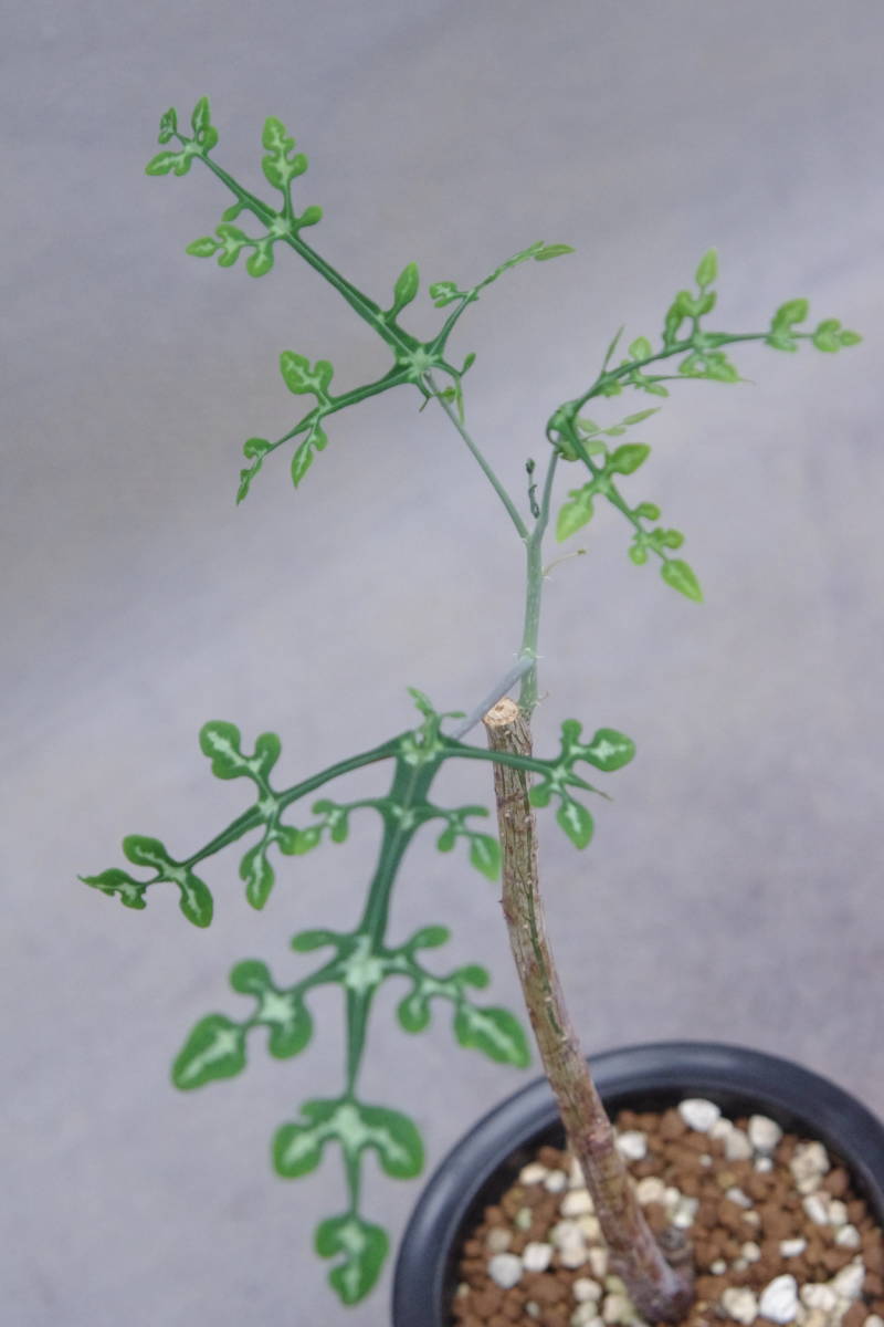 アデニア ペリエリ 挿し木株 発根済み 現品限り】アデニア・バリー