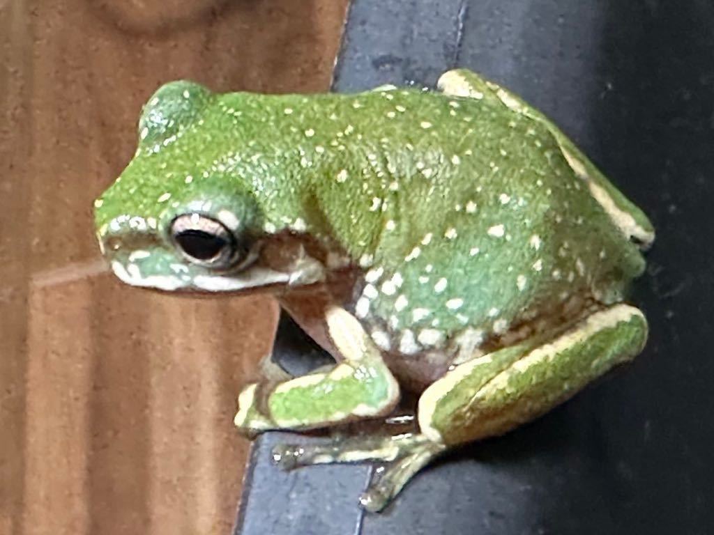 こち亀1〜120巻他