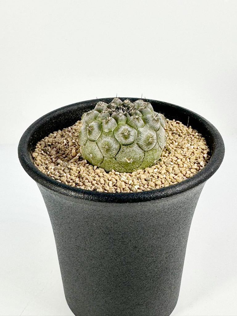 未使用】コピアポア 虎黒王 (Copiapoa tocopillana) 輸入カキコ 発根株
