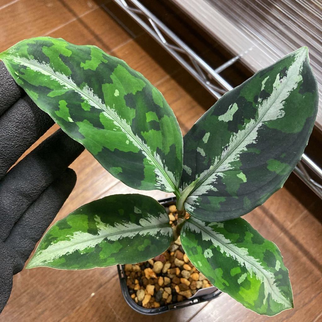 LA便 アグラオネマ ピクタム Aglaonema pictum【LA0915-z-s-00】