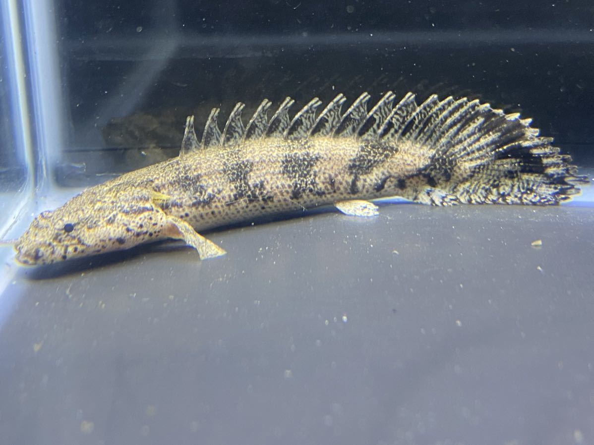 ポリプテルス ラプエン56㎝± ワイルド