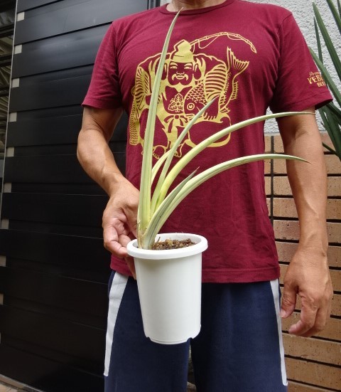 超絶希少 サンスベリア カウレッセンス スーパースター