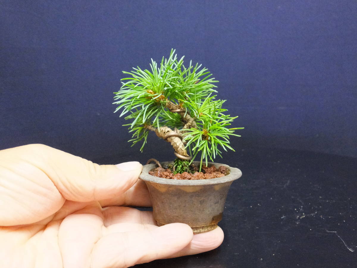 『苔聖園』　黒松　１ 苔聖園』 黒松 瑞宝 1