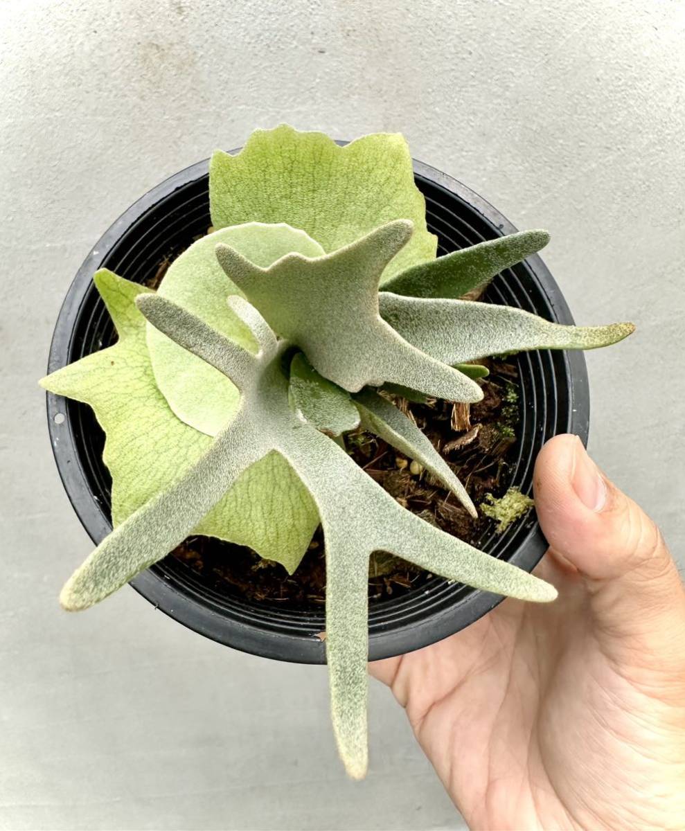 yellow moon 、blue monkey mix dwarf 【公式通販】