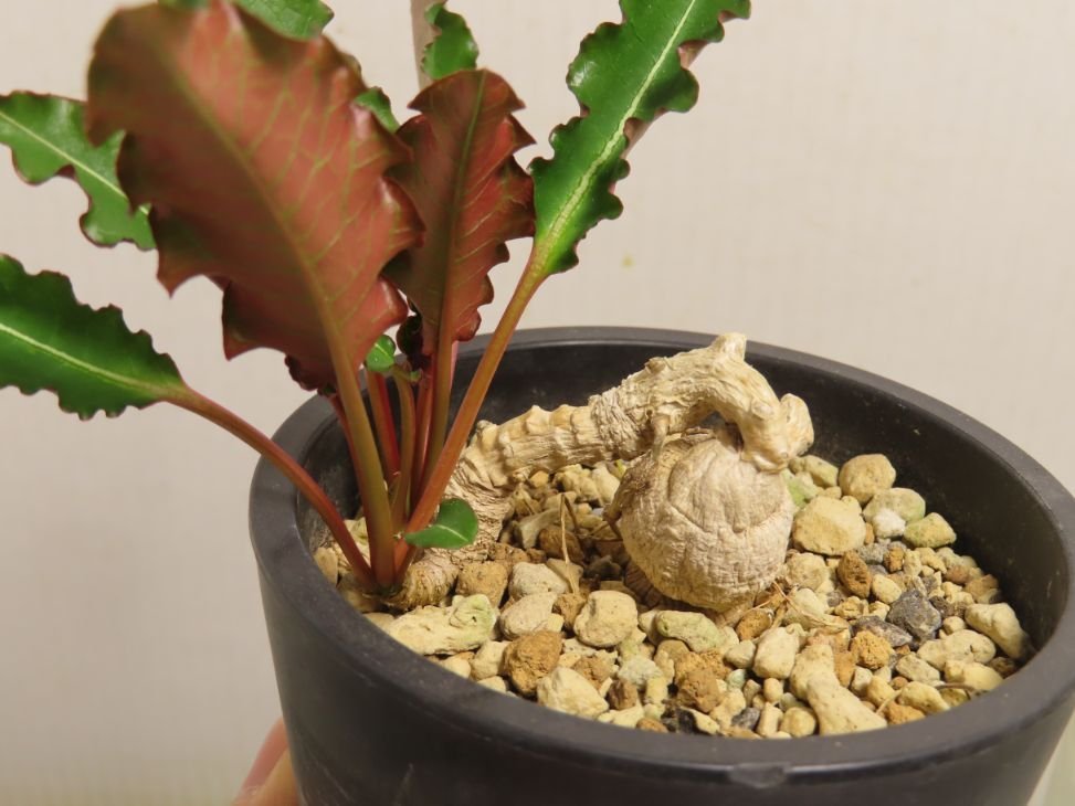 残少！　クレメルシー　ユーフォルビア　国内実生　多肉植物　塊根植物　cites1 残少！ クレメルシー ユーフォルビア 国内実生 多肉植物 塊根