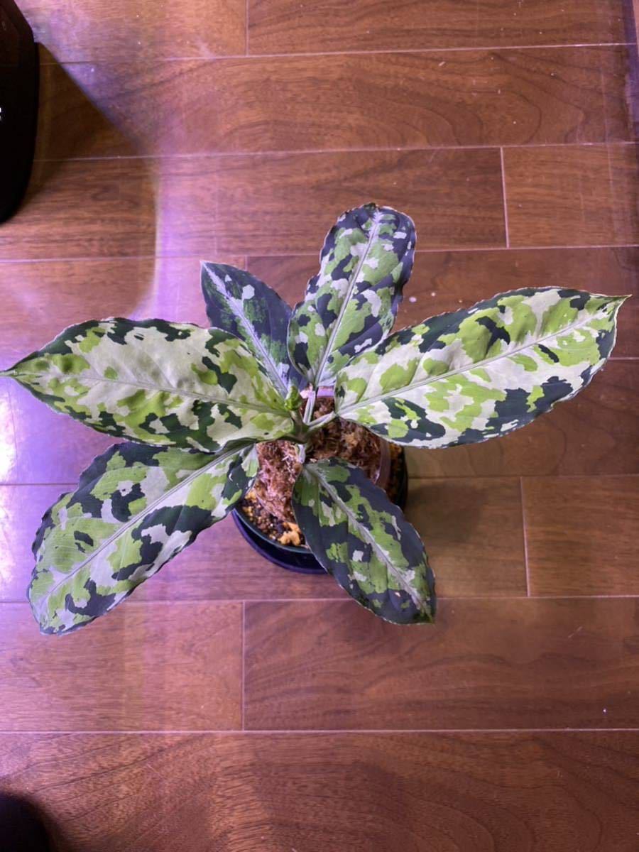 Aglaonema pictum GW1908-1 ''padang sidempuan''【TB】アグラオネマ
