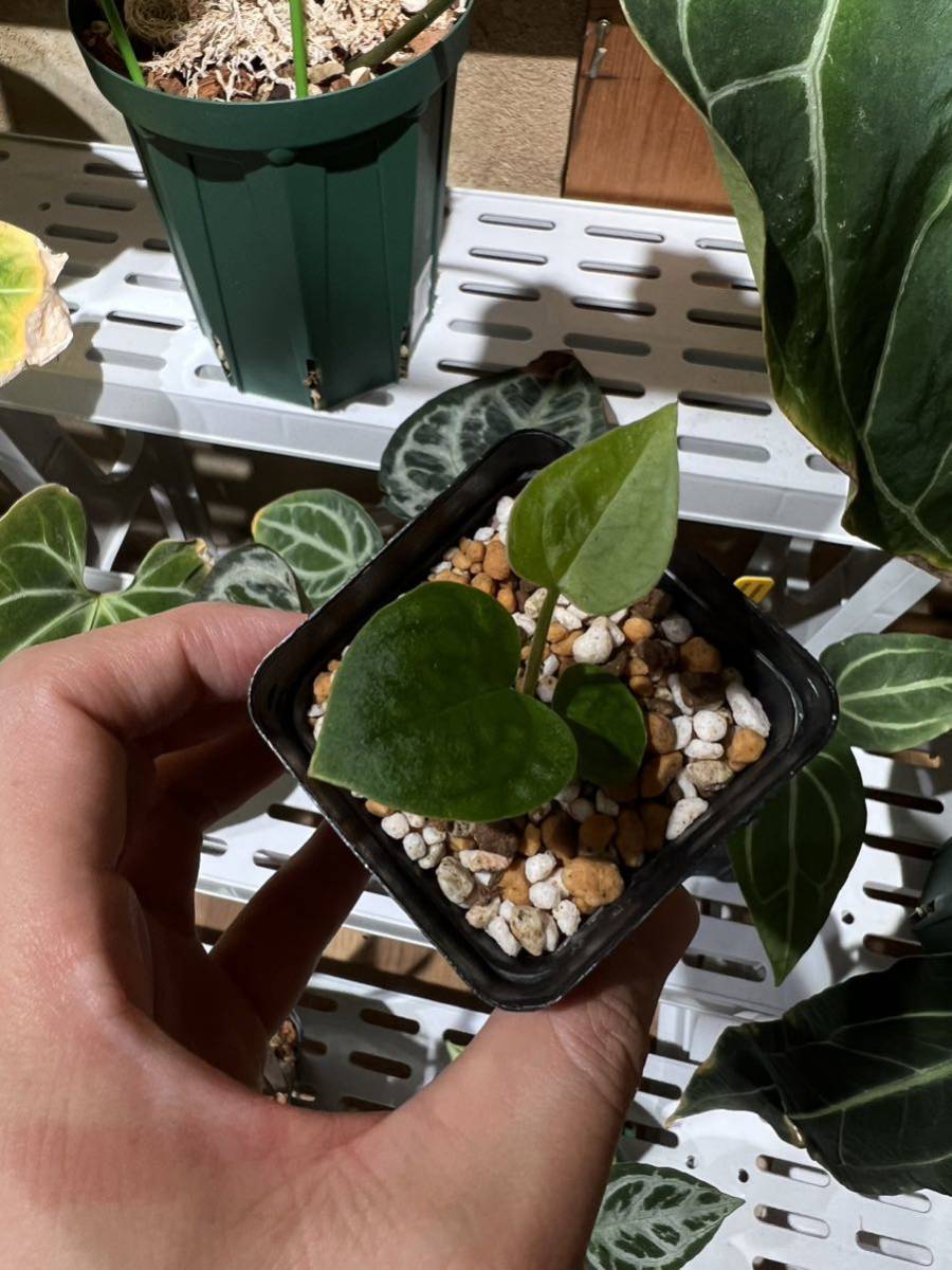 未使用】Anthurium X 'Red spider' アンスリウムレッドスパイダー実生