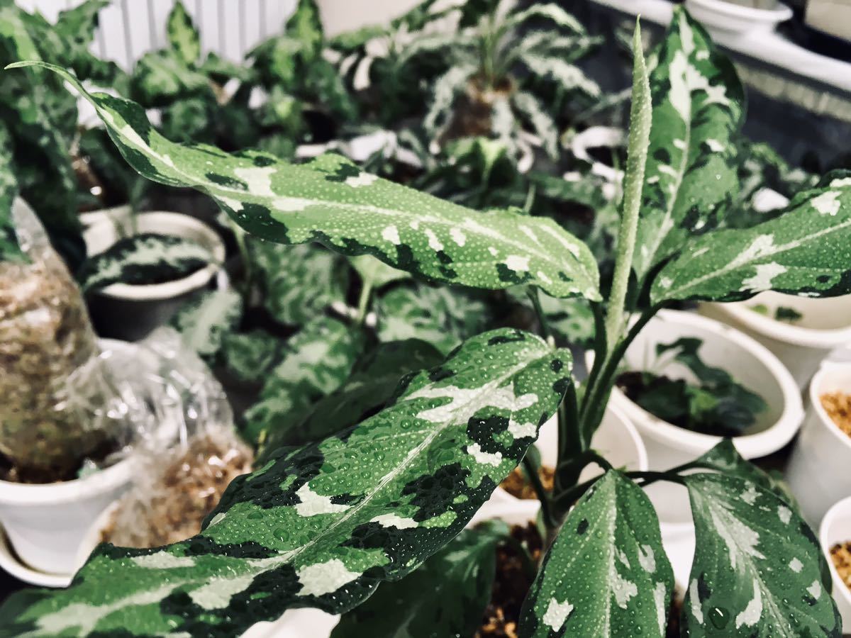 7. Aglaonema pictum Aceh Sumatra T-130320-b-5 Di atas 株No.L 7. Aglaonema pictum Aceh Sumatra T-130320-b-5 Di atas 株No.L