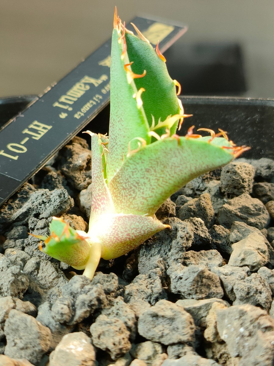 子株】アガベ オテロイ 実生 子株 【公式通販】