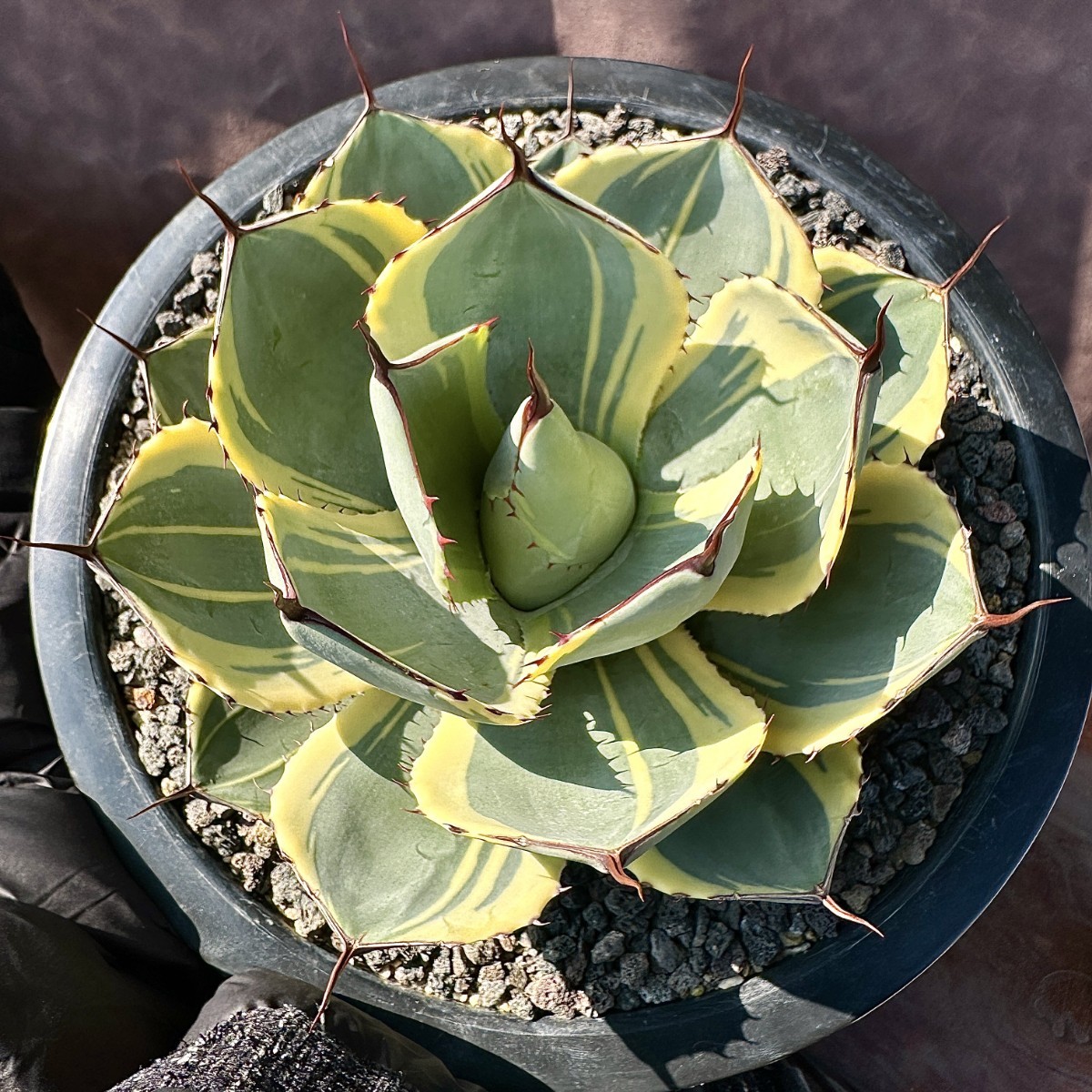 アガベ パリー A トランカータロゼット発根済み