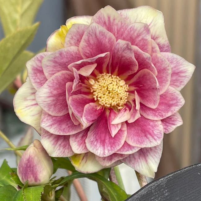 クリスマスローズ ソレイユ ダブル 【公式通販】