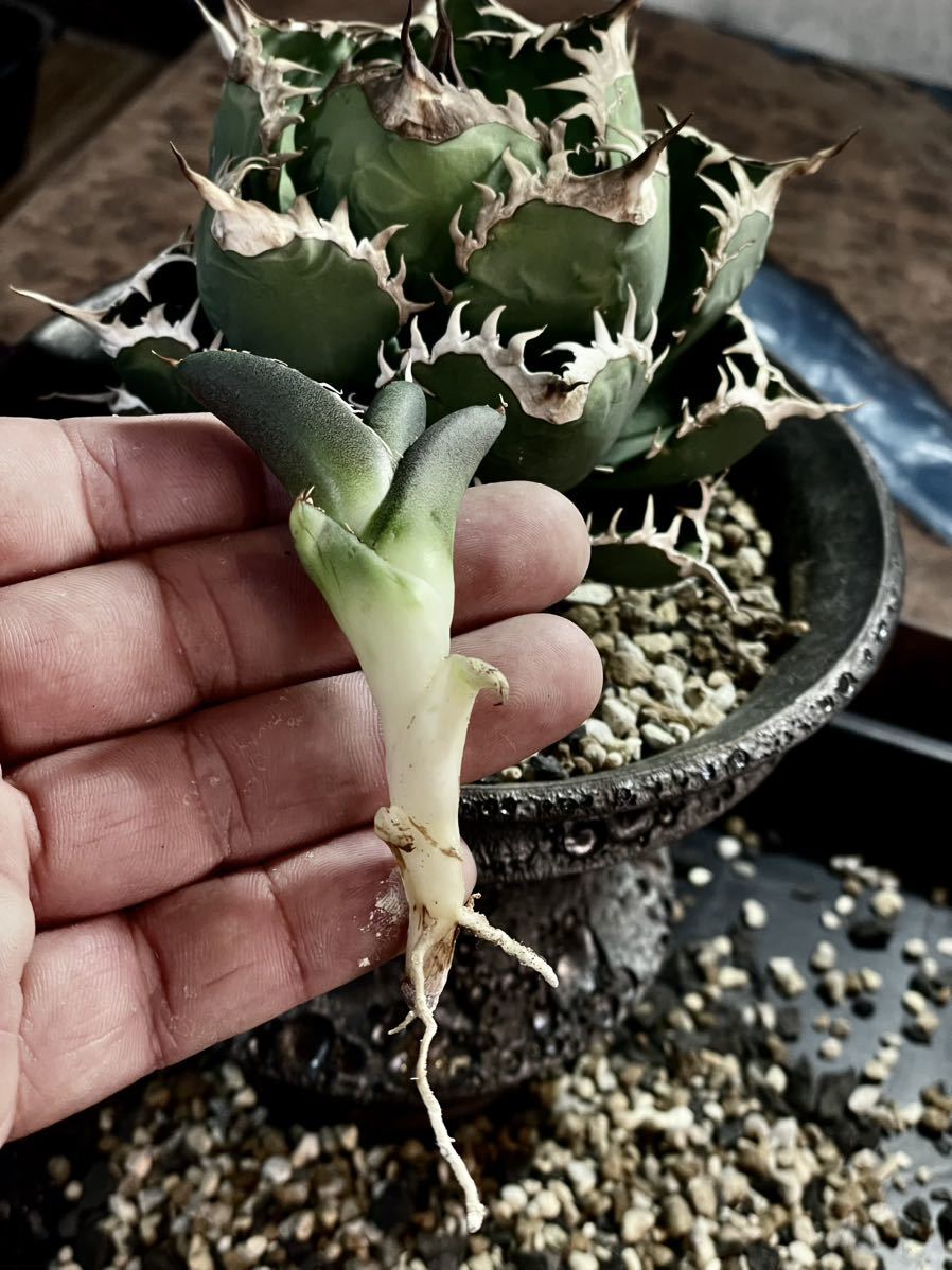 緑犀牛 OC子株① 【公式通販】