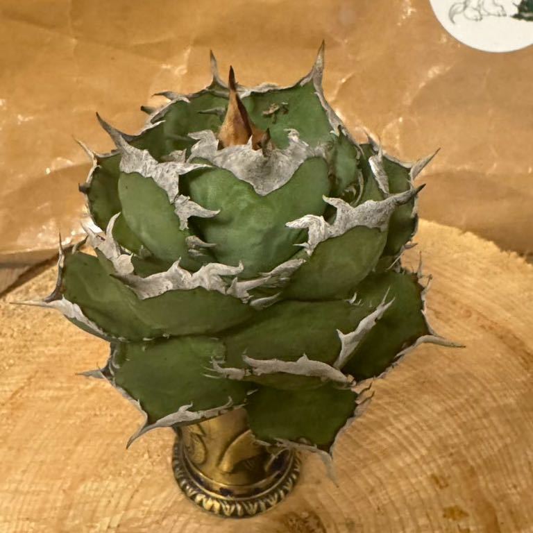 アガベ　ホワイトホーク　チタノタ　オテロイ 未使用に近い】Agave Titanota ”WHITE HAWK/ホワイトホーク