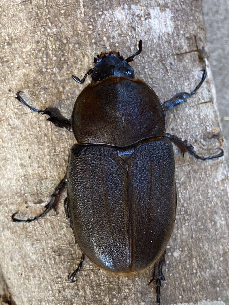 K-7】DHヘラクレス(T117.FFOAKS vol.3-vol.3・0F136G) ♀70㎜ 種親 お