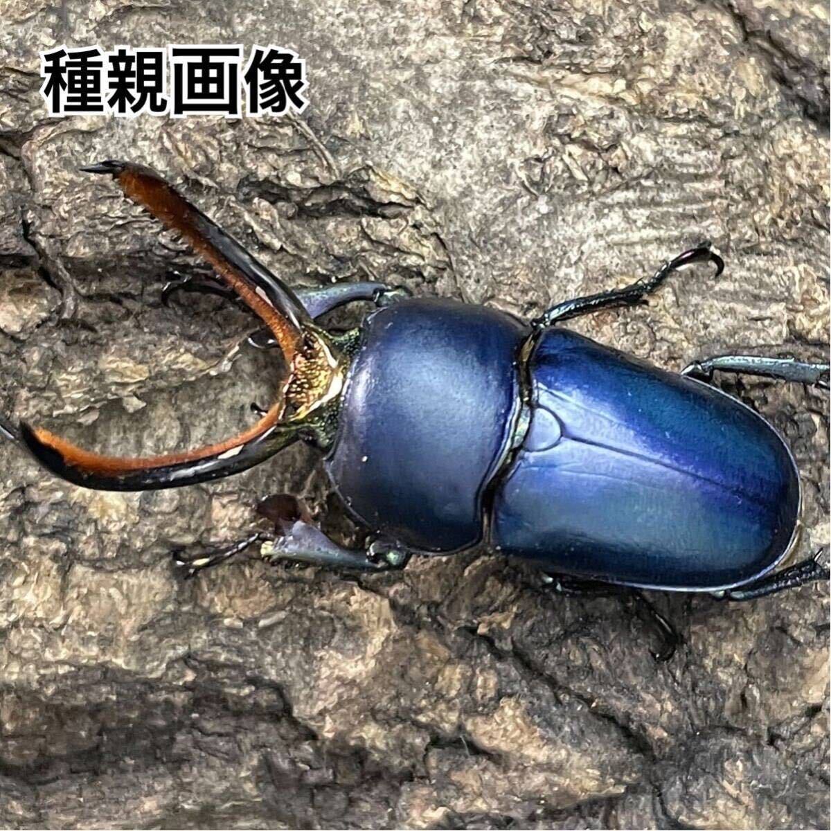 未使用】【ブルー】パプアキンイロクワガタ ブルー♂ 幼虫4匹＋1匹(計5