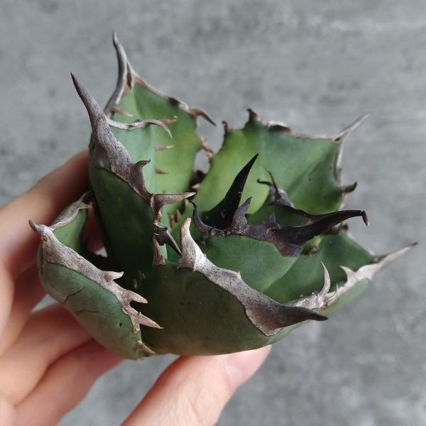 Shun様 インドネシア アガベ 強棘選抜 FO076 スーパーボール チタノタ