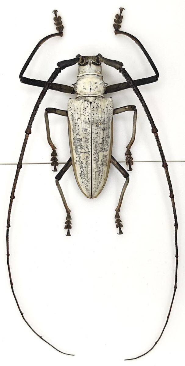 ヘラクレスシロスジカミキリ◇カミキリムシ◇標本◇85.5mm◇ブトン島