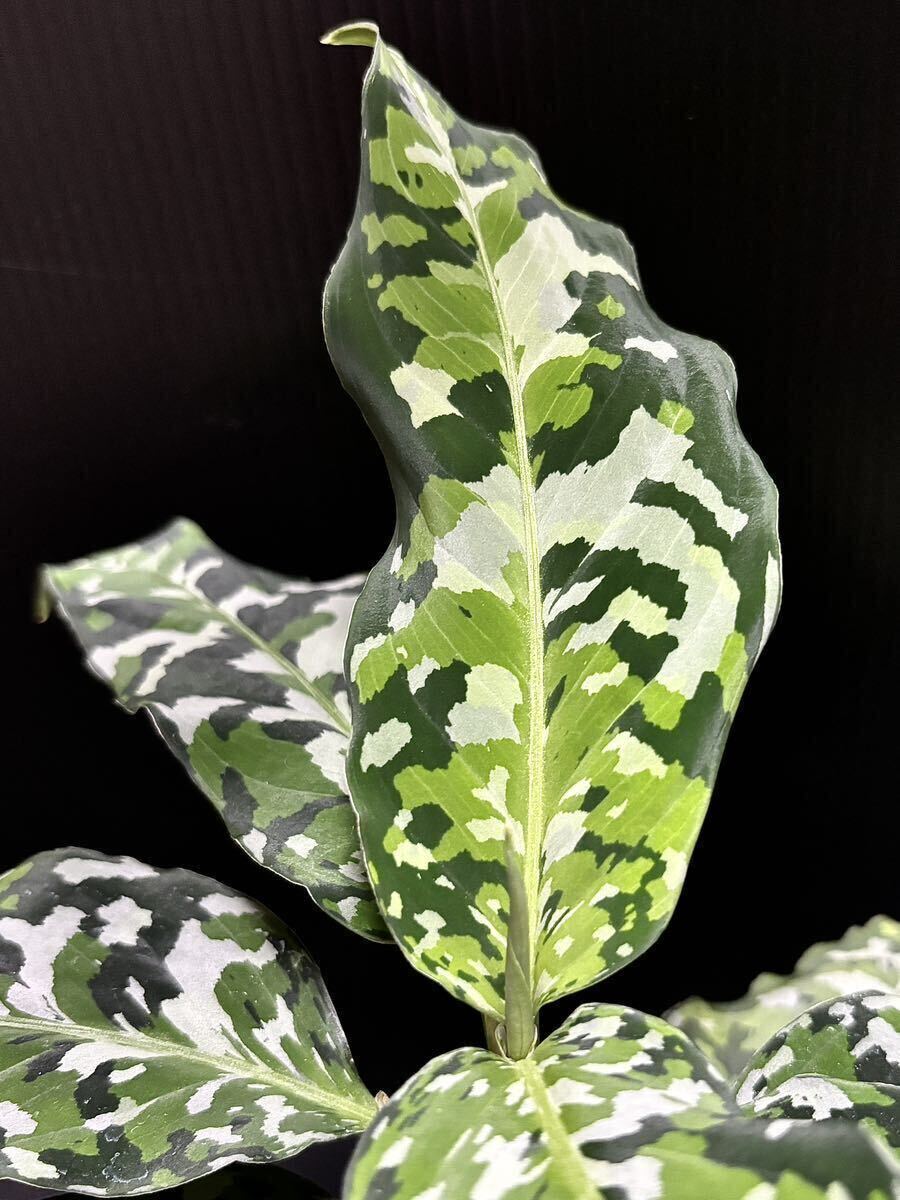 極美品 希少種アグラオネマ アンダマン産 ピクタムトリカラー 【公式通販】