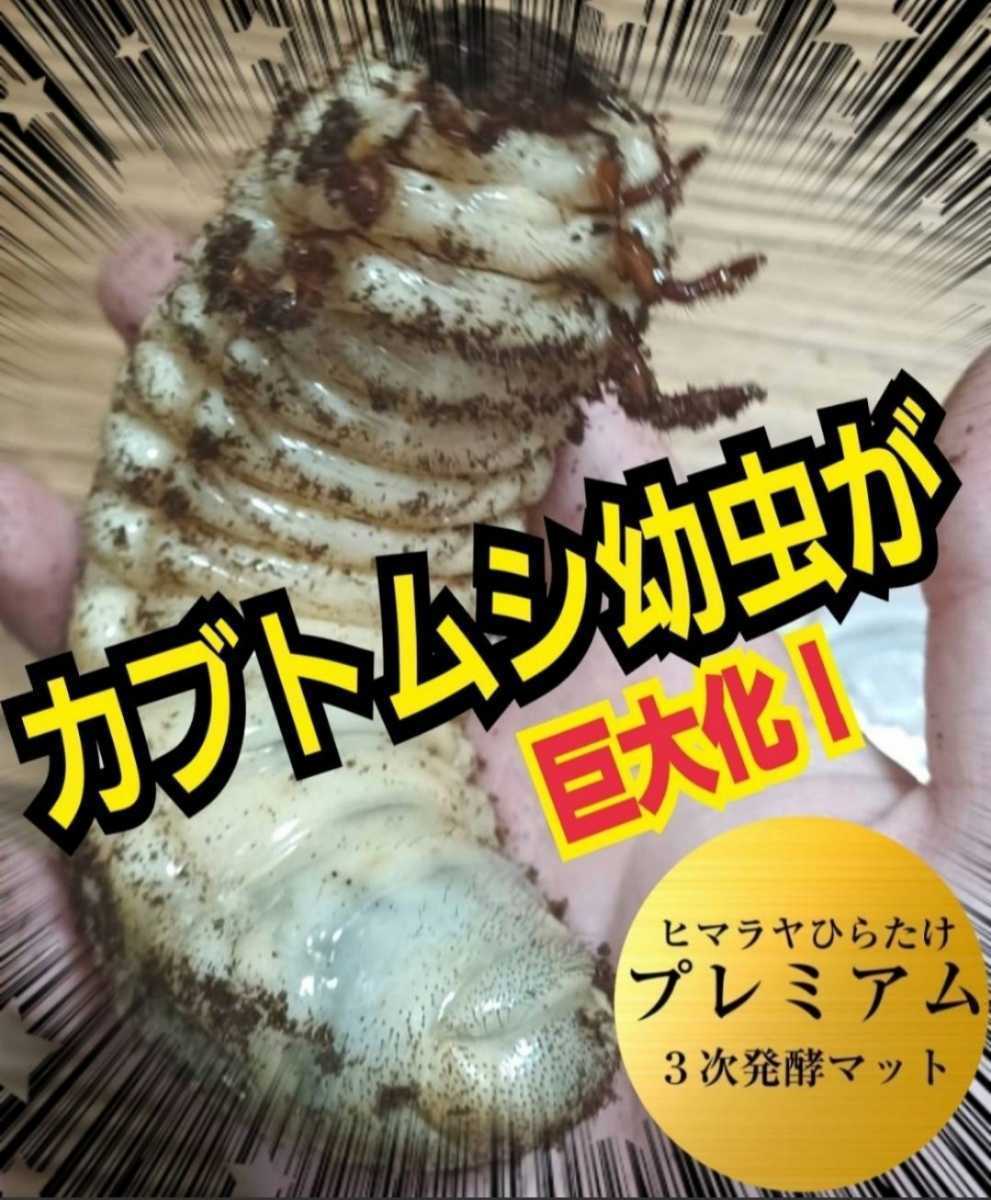 極上！ヒマラヤひらたけ菌糸瓶1500ml【6本】トレハロース、キトサン