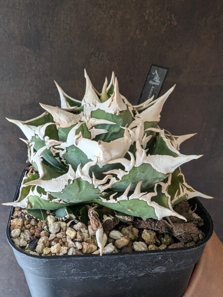 アガベ 難かっ チタノタ 大黄蜂 バンブルビー