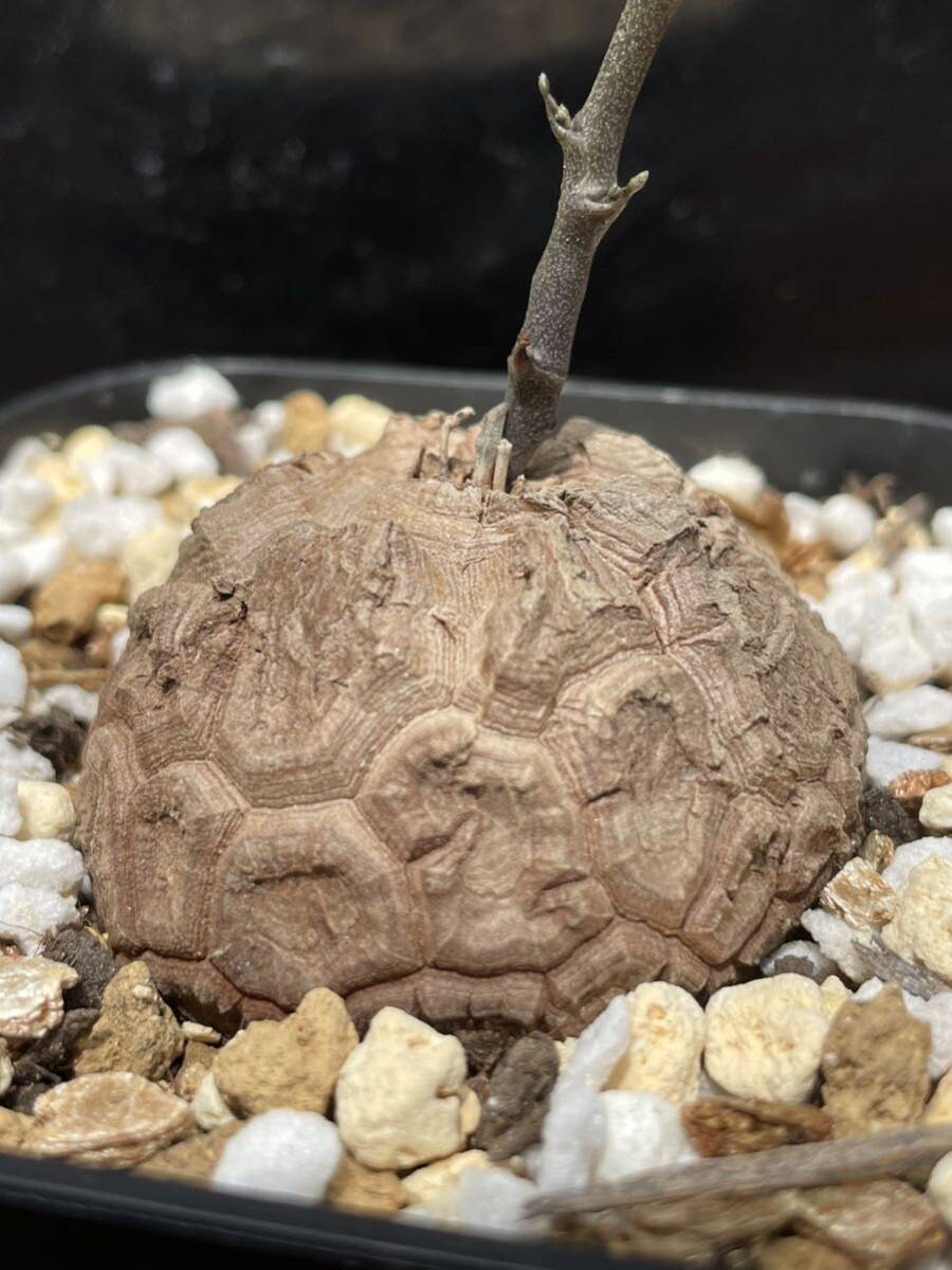 1000粒 亀甲竜種子 Dioscorea elephantipes Dioscorea elephantipes亀甲竜種子500粒南アフリカ産 【公式通販】