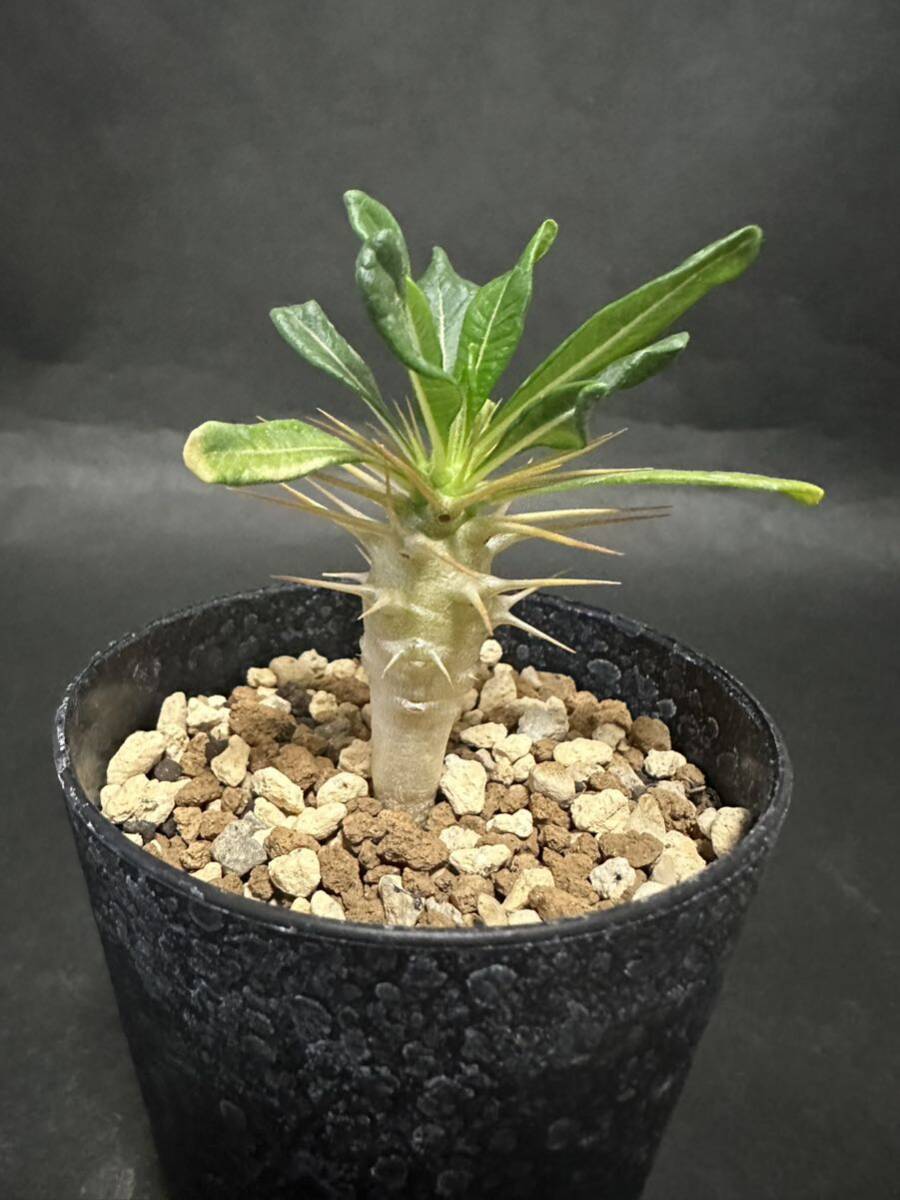 アンボンゲンセ 実生 パキポディウム 多肉植物 人気種 アンボンゲンセ 実生 パキポディウム 多肉植物 人気種
