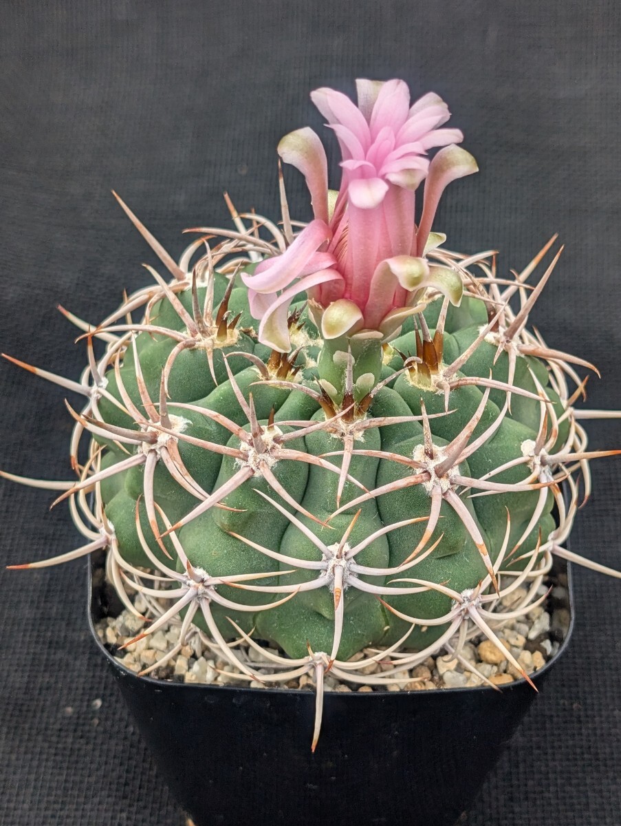 フェロシオール 実生 サボテン 実生一鉢8本 G.フェロシオール C×Z 反刺