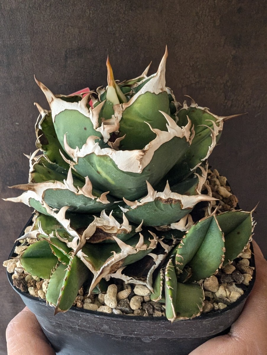 アガベ \"sea king\" 海王 中株 強棘 アガベ 