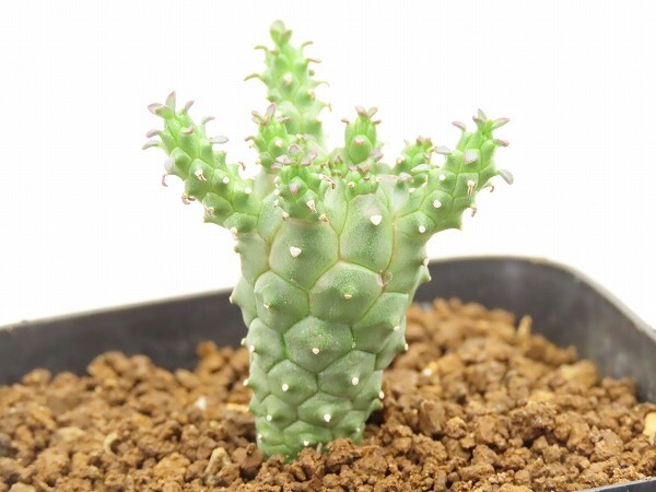 ユーフォルビア ガムケンシス ①【実生苗】 哀れ 