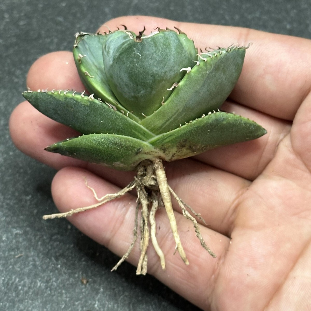 アガベ ジャガーノート　斑入り‼️ アガベチタノタジャガーノート斑入り 現品鉢ごと発送 - メルカリ