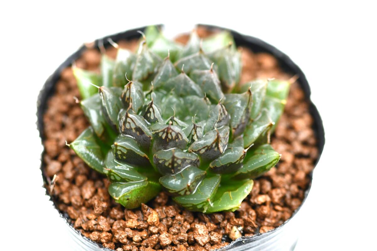 ハオルチア 酒呑童子錦 ハオルチア 酒呑童子錦 2025年最新】ハオルチア