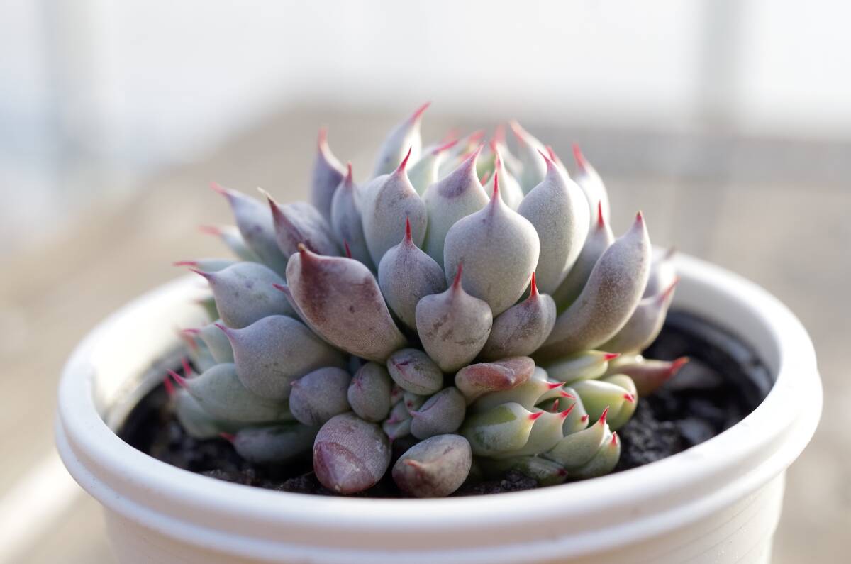 ロメオ×銀天女 多肉 抜き苗 ロメオ×銀天女 多肉 抜き苗 【公式通販】