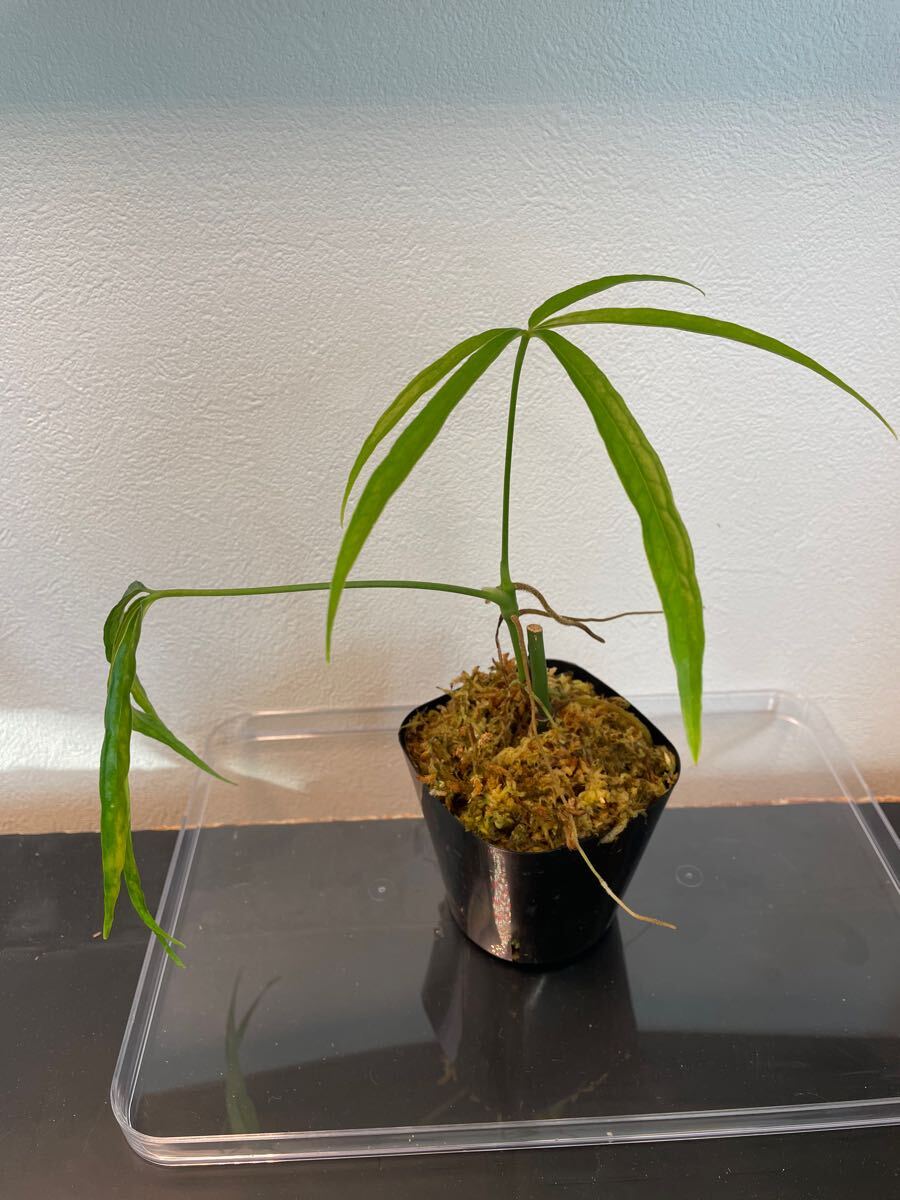 アンスリウムエミネンスAnthurium eminens 南米輸入