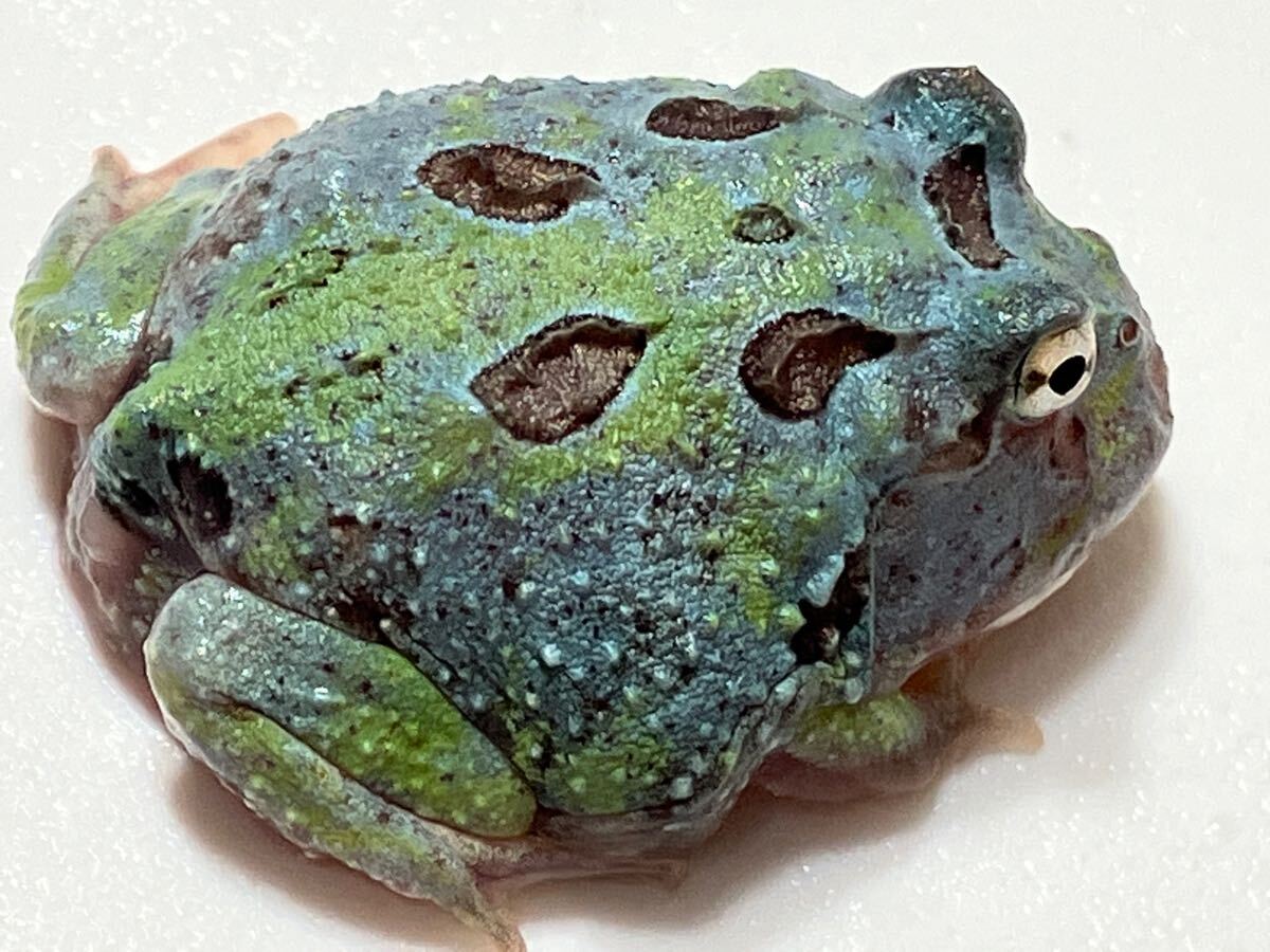 □クランウェルツノガエル 2匹（クランウェルツノガエル