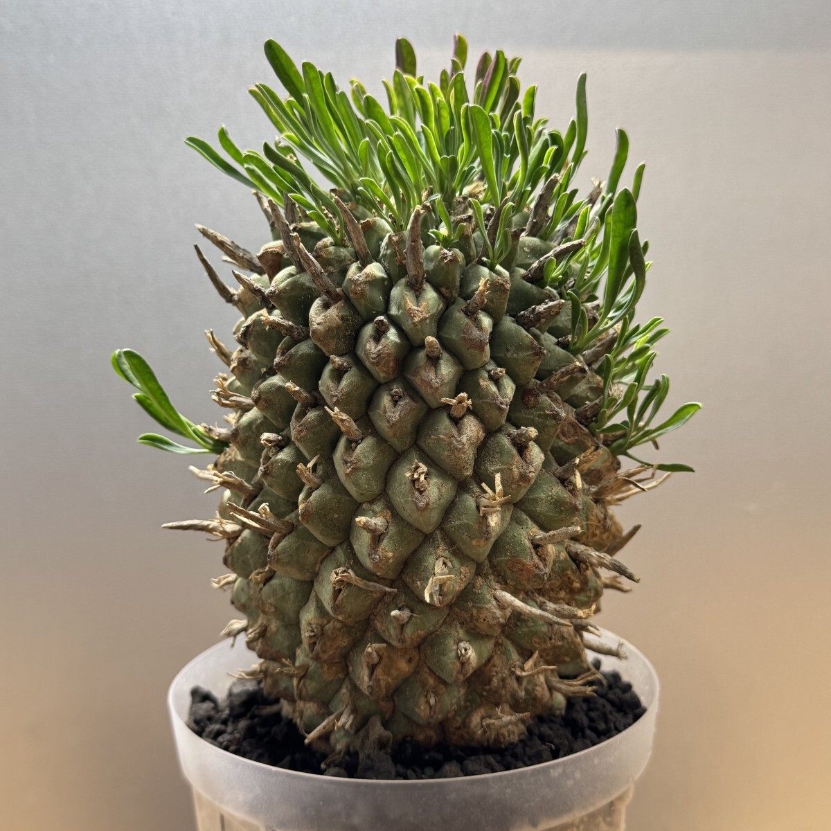 S027 ユーフォルビア 闘牛角 スコエンランディ 実生美苗 大株 冬型塊根