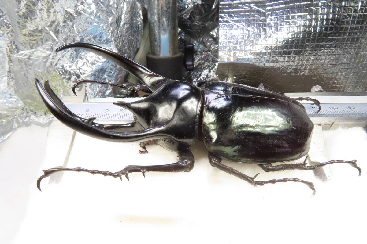 オス単品・WD・成虫　コーカサスオオカブト販売　♂124ミリ単品・スマトラ・カブトムシ販売アリスト コーカサスオオカブト 成虫ペア オス109mm メス62mm - ヘラゾウ