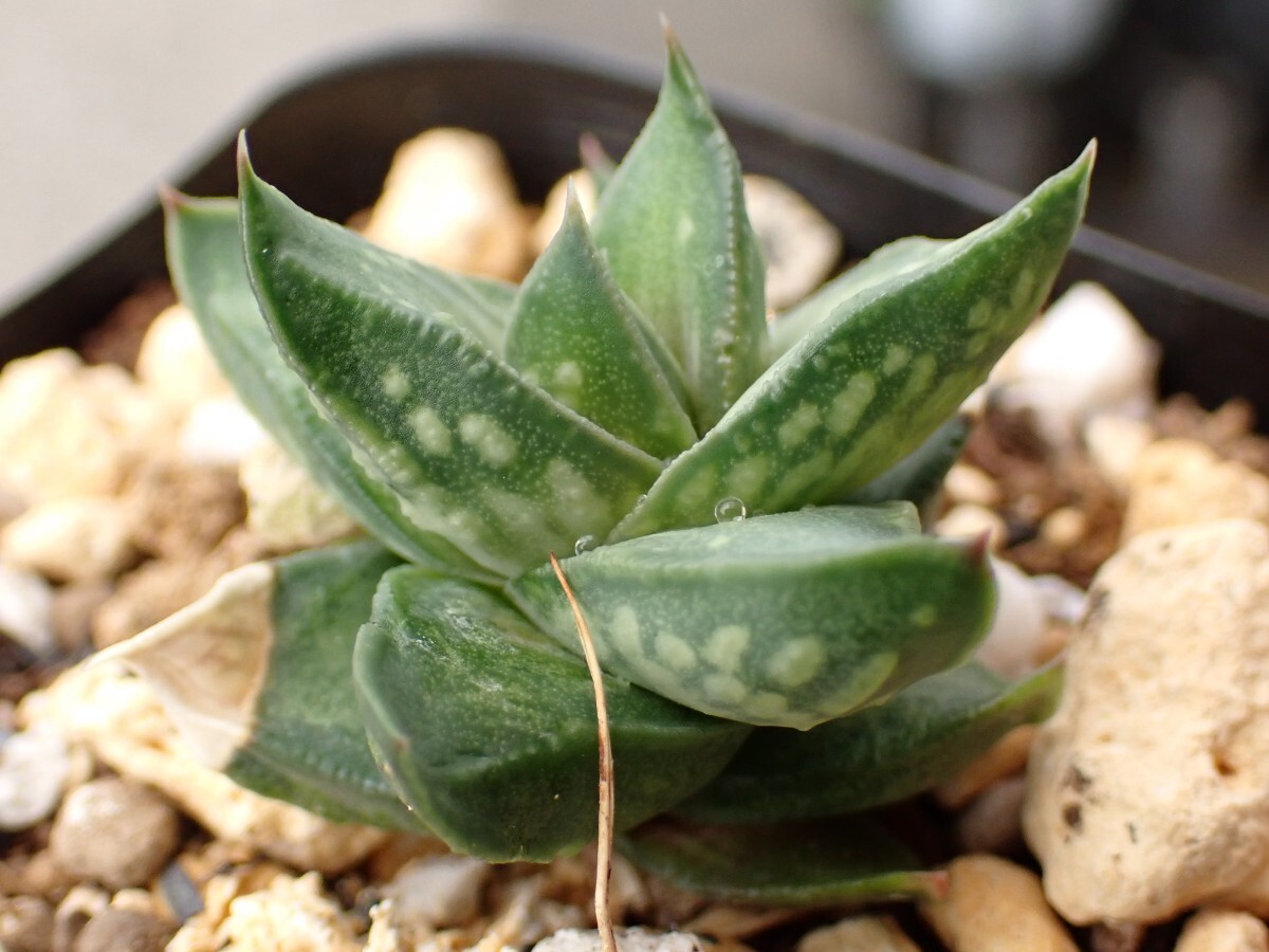 アストロロバ　ハリー　大株 多肉植物：アストロロバ ハリー*幅6cm 現品 一品限り : 遊恵盆栽