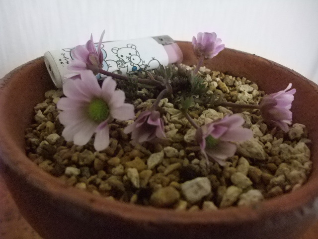 山野草　希少青花　カリアンテマム　ファレリ 山野草 希少青花 カリアンテマム ファレリ 大株C｜Yahoo!フリマ