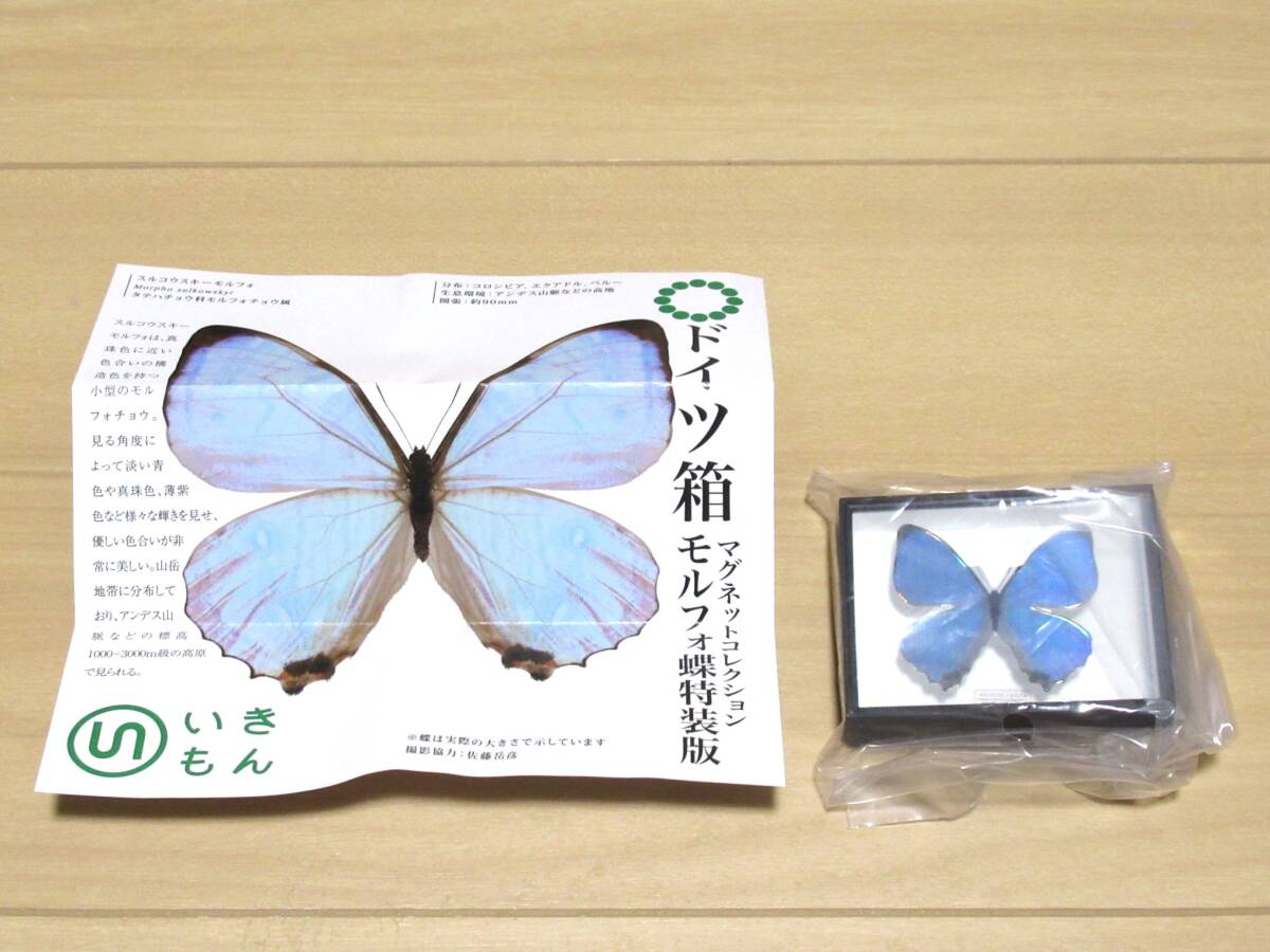 外国産蝶標本 スルコウスキーモルフォ A 1Pair ペルー産 (TS-OS-173)の