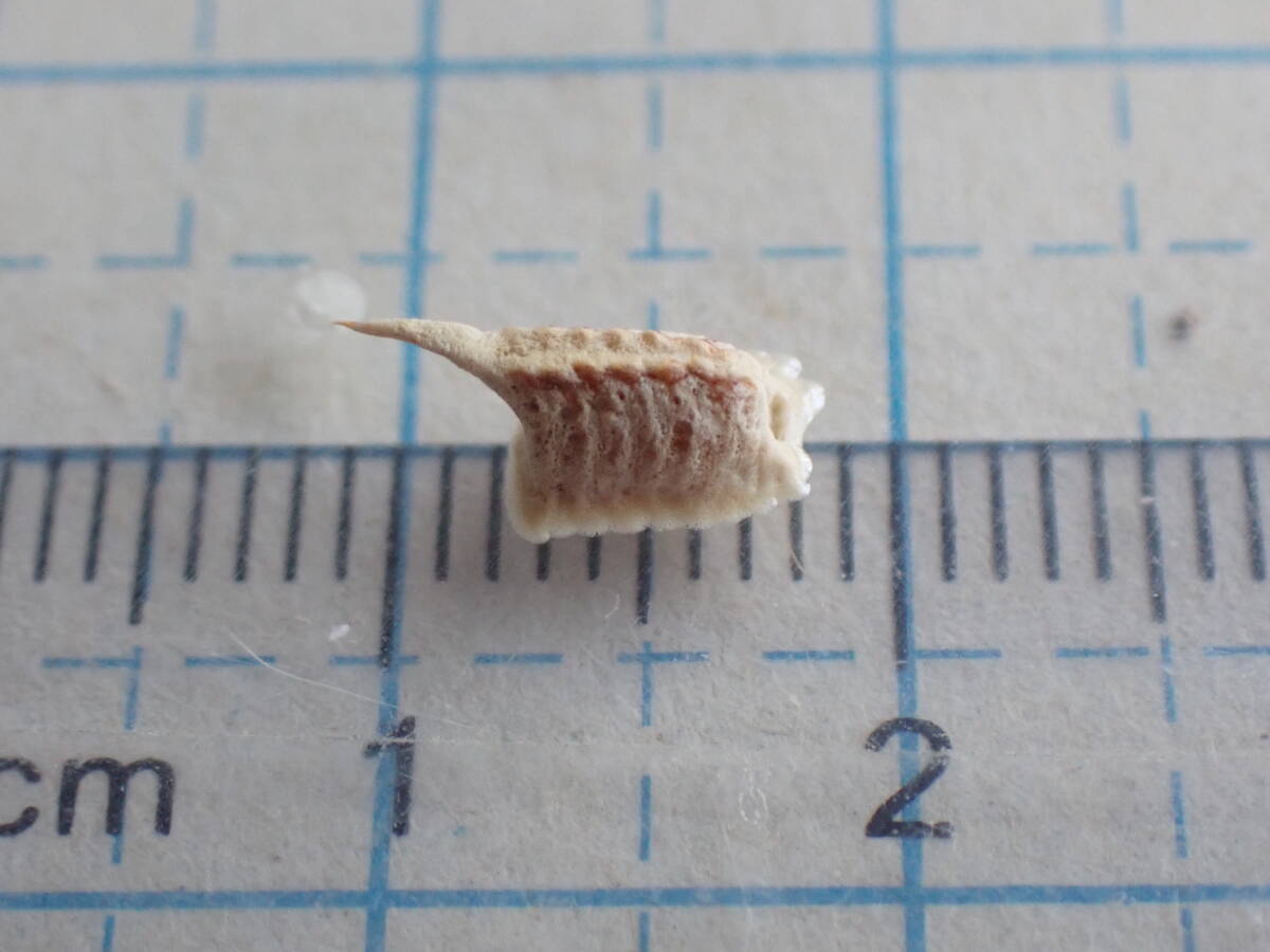 ヒナカマキリ　メス　石垣島産　卵鞘セット Yahoo!オークション -「かまきり」(ペット、生き物) の落札相場・落札価格