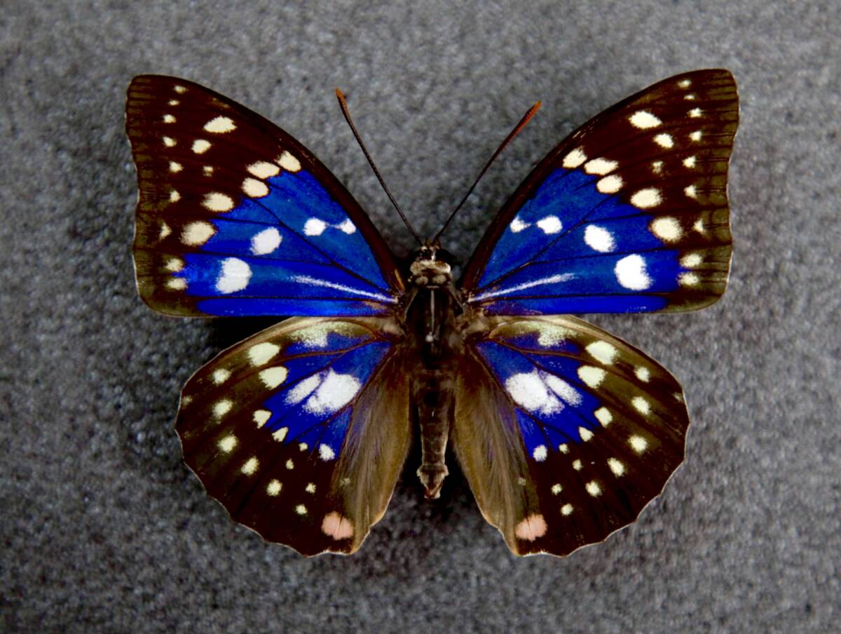 国産蝶標本 ブルーオオムラサキ (モルフォ型) Apair 滋賀県彦根市 産