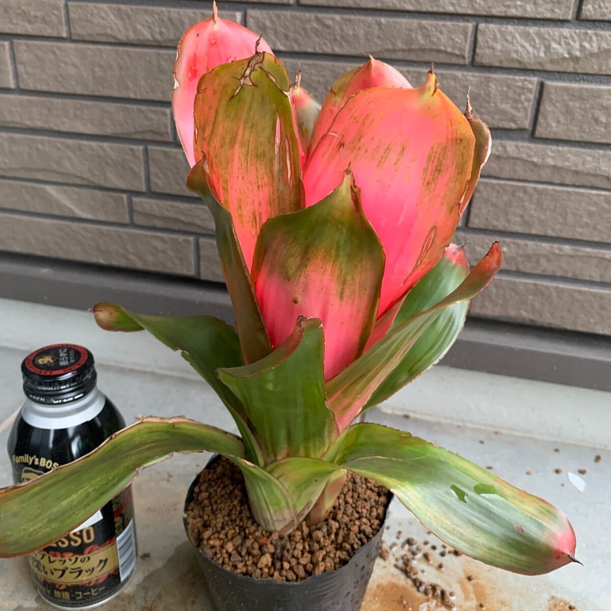 ネオレゲリア Neoregelia Ravenala レア 子株出品 ネオレゲリア Neoregelia Ravenala レア 子株出品の落札情報詳細