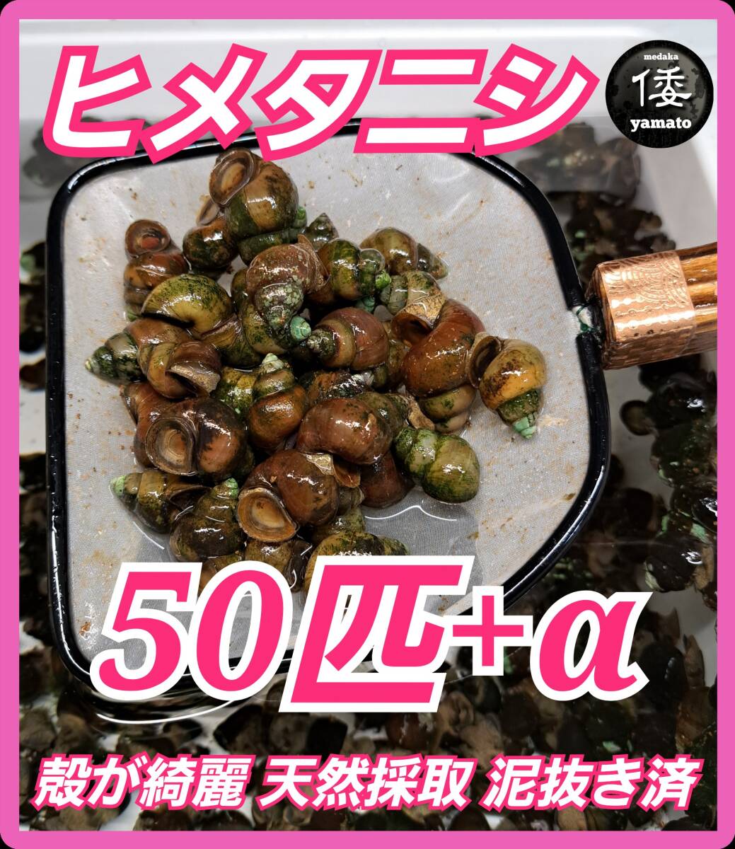 【未使用】【倭めだか】 ヒメタニシ 100匹+α 天然採取 淡水 たにし コケ取り 貝 水質浄化 苔取り めだか 水槽 掃除 長生きの落札情報 ...